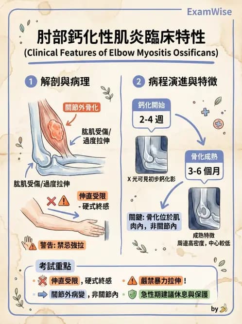 物治 - 肘及前臂關節 - AI 圖文解析預覽
