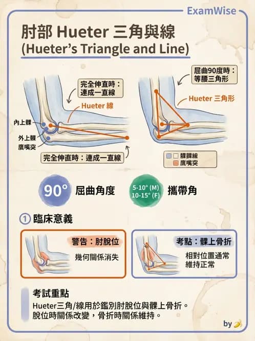 物治 - 肘及前臂關節 - AI 圖文解析預覽