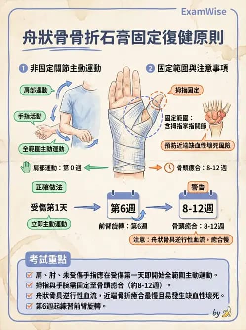 物治 - 腕關節疾病 - AI 圖文解析預覽