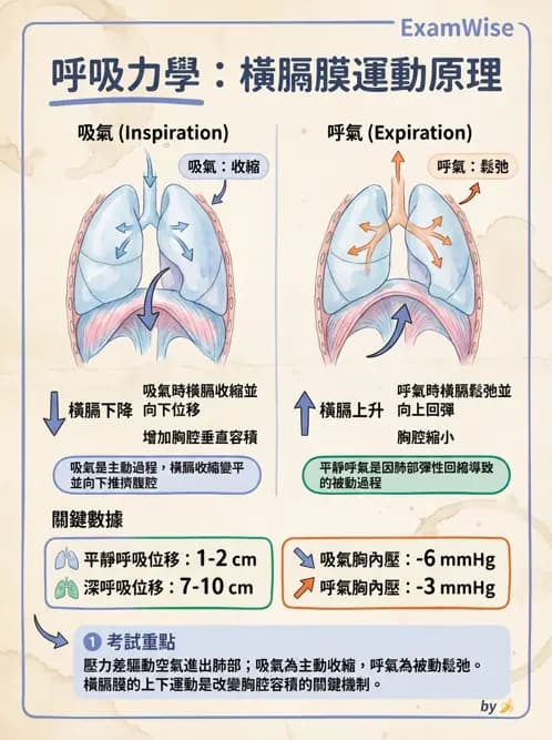 物治 - 呼吸解剖、生理與力學 - AI 圖文解析預覽