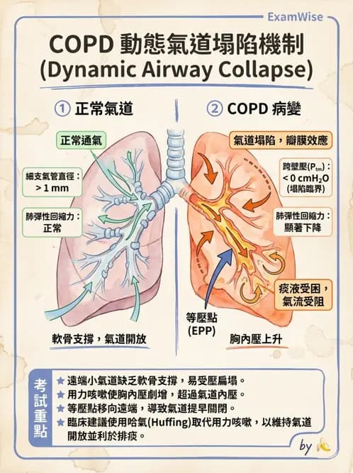 物治 - 阻塞性肺疾病物理治療 - AI 圖文解析預覽