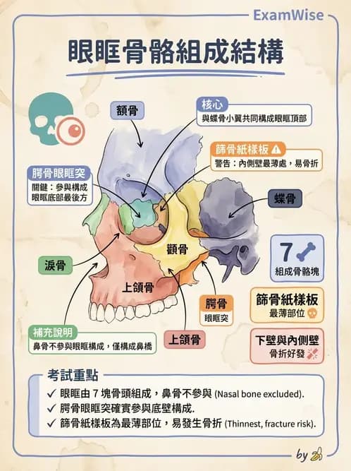 物治 - 骨骼與關節解剖 - AI 圖文解析預覽