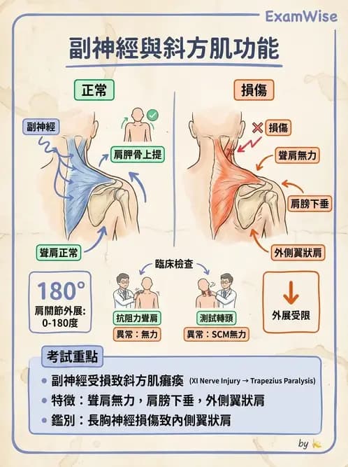 物治 - 腦神經與脊神經解剖 - AI 圖文解析預覽