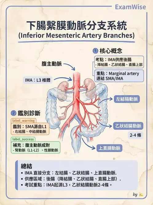 物治 - 心臟血管與血液解剖 - AI 圖文解析預覽