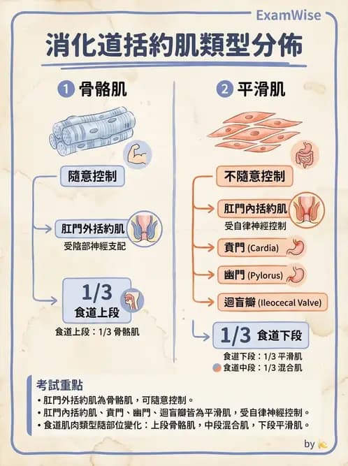 物治 - 消化泌尿生殖系統解剖 - AI 圖文解析預覽