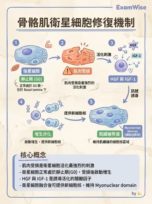 物治 - 能量代謝與運動適應 - AI 圖文解析預覽