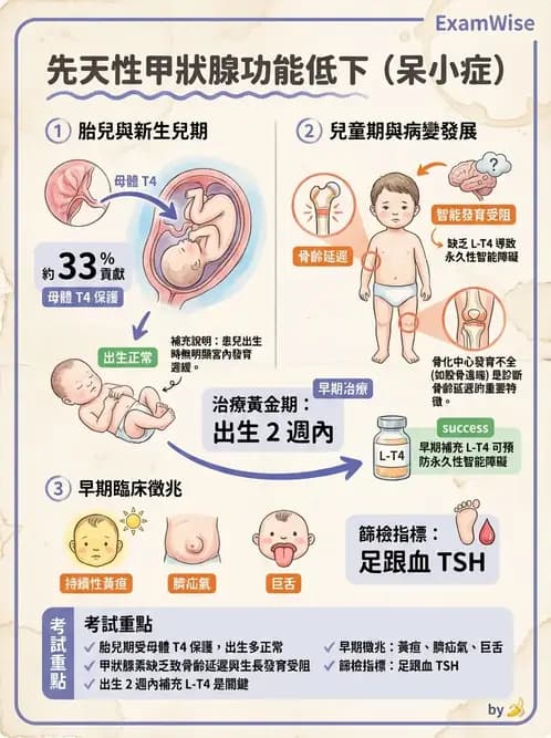 物治 - 內分泌系統生理 - AI 圖文解析預覽