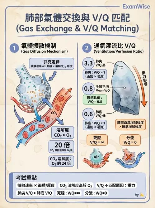 物治 - 呼吸生理 - AI 圖文解析預覽