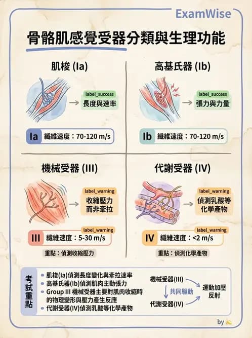 物治 - 肌肉力學與感覺運動控制 - AI 圖文解析預覽
