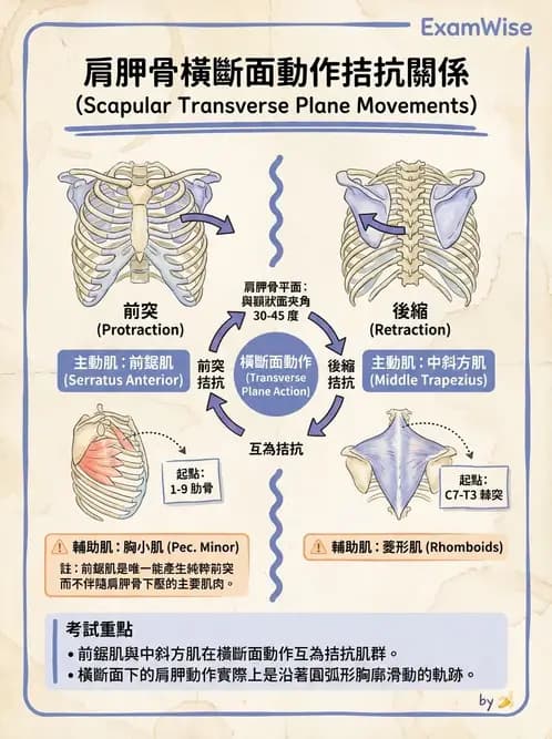 物治 - 肩關節複合體生物力學 - AI 圖文解析預覽