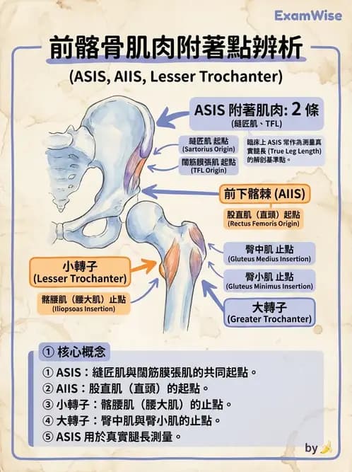 物治 - 髖關節肌動學與生物力學 - AI 圖文解析預覽