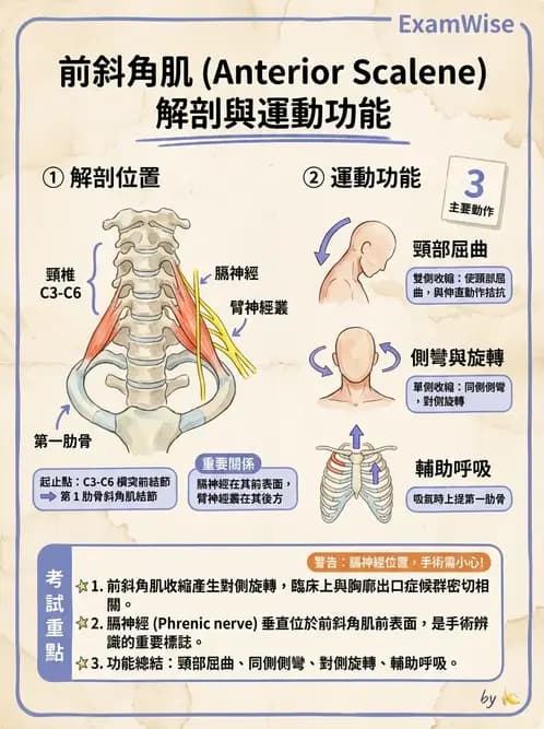 物治 - 頸椎肌動學與生物力學 - AI 圖文解析預覽
