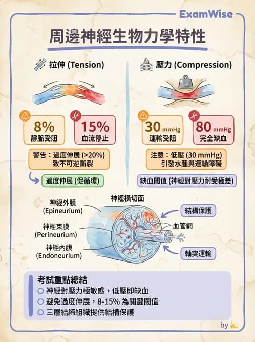 物治 - 組織生物力學 - AI 圖文解析預覽