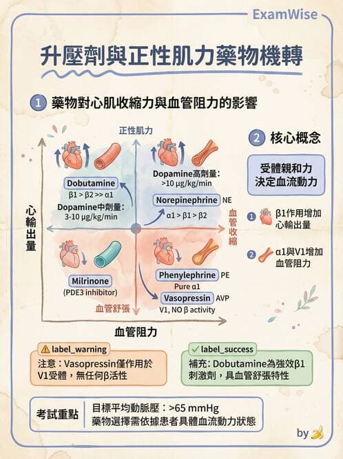 專師 - 高血壓與藥物治療 - AI 圖文解析預覽