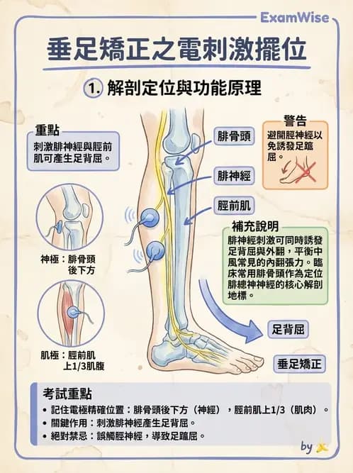物治 - 功能性電刺激 - AI 圖文解析預覽