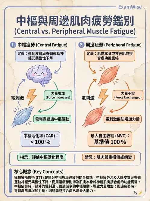 物治 - 肌耐力與神經肌肉適應 - AI 圖文解析預覽