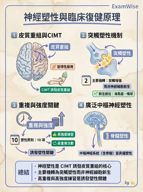 物治 - 神經可塑性 - AI 圖文解析預覽
