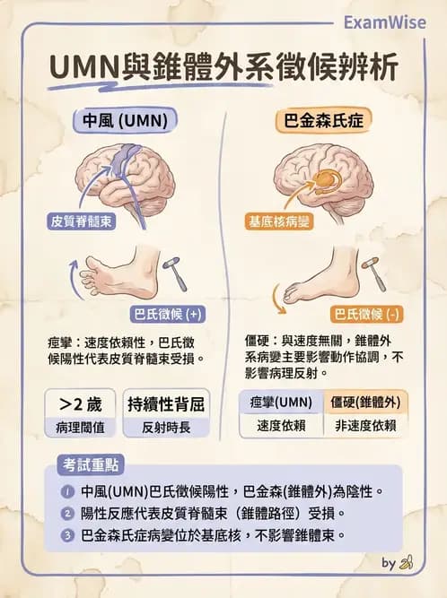 物治 - 腦中風病理與血管解剖 - AI 圖文解析預覽