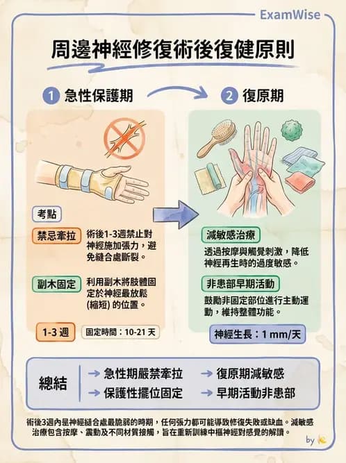 物治 - 周邊神經損傷與復健 - AI 圖文解析預覽