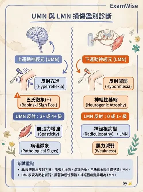 物治 - 周邊神經損傷與復健 - AI 圖文解析預覽