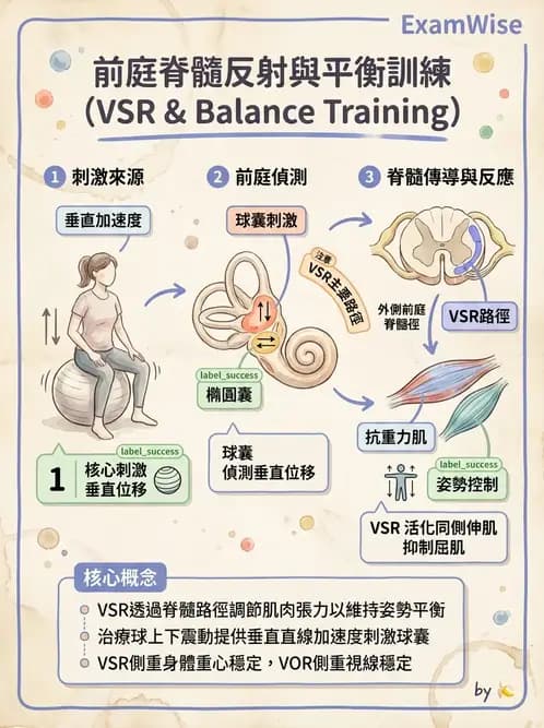 物治 - 前庭系統與前庭復健 - AI 圖文解析預覽