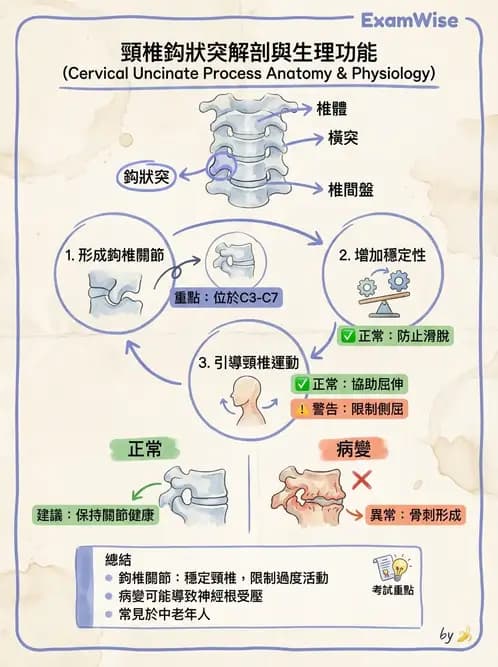 物治 - 頸椎評估與病理 - AI 圖文解析預覽