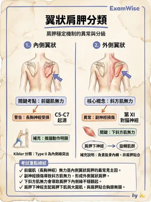 物治 - 肩胛生物力學與神經損傷 - AI 圖文解析預覽