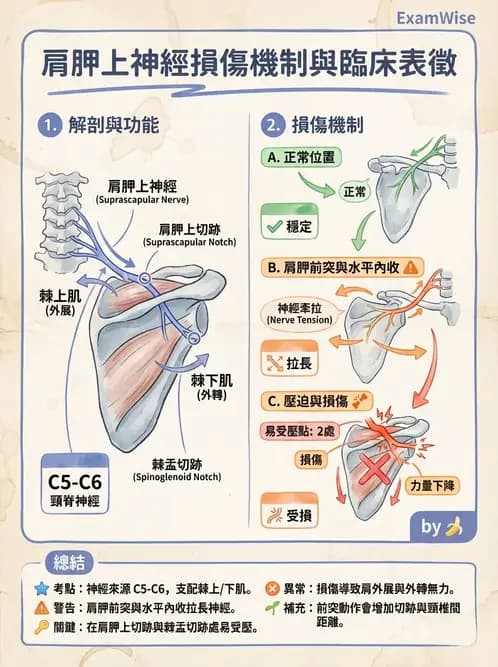 物治 - 肩胛生物力學與神經損傷 - AI 圖文解析預覽
