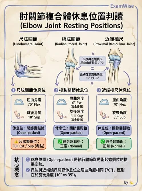 物治 - 肘及前臂關節 - AI 圖文解析預覽