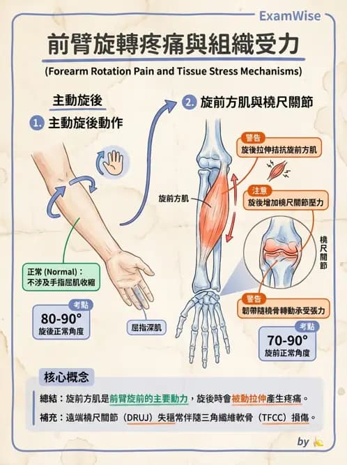 物治 - 腕關節疾病 - AI 圖文解析預覽