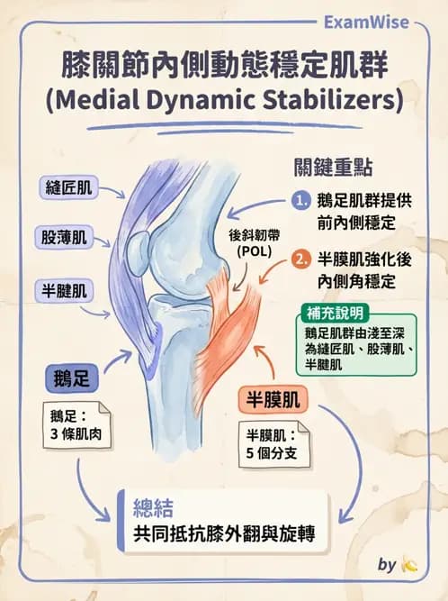 物治 - 膝關節韌帶與半月板損傷 - AI 圖文解析預覽
