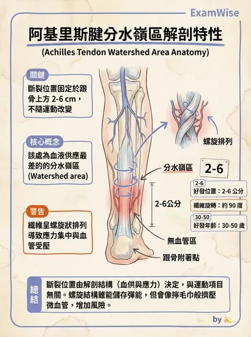 物治 - 踝關節損傷與復健 - AI 圖文解析預覽
