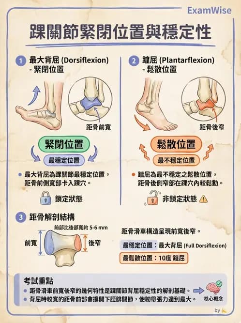 物治 - 踝關節損傷與復健 - AI 圖文解析預覽
