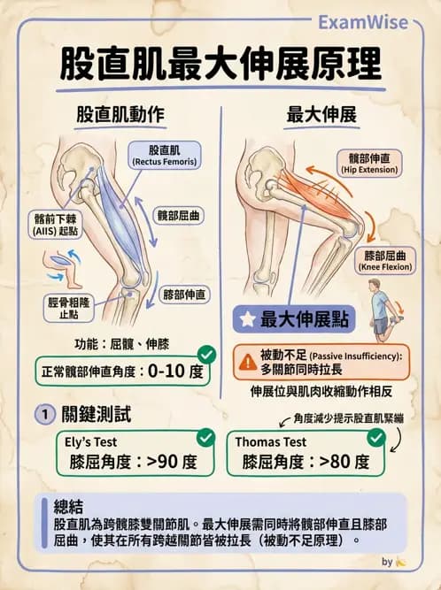 物治 - 髖關節解剖與評估 - AI 圖文解析預覽