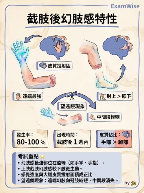 物治 - 截肢 - AI 圖文解析預覽