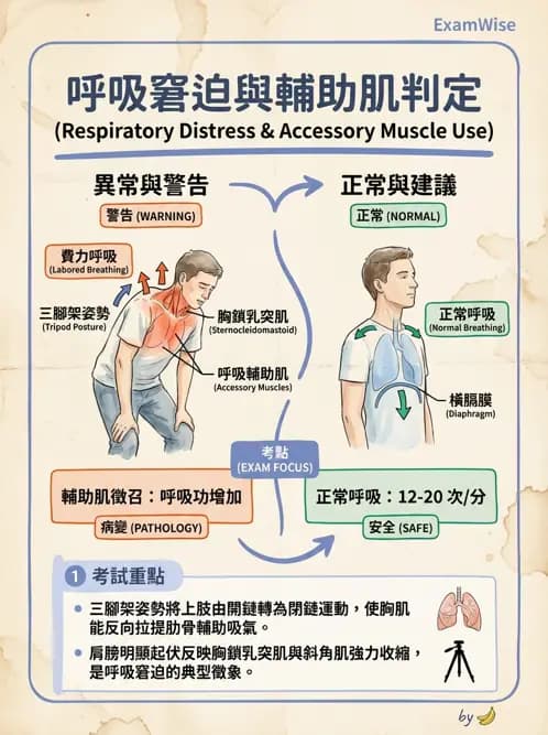 物治 - 呼吸解剖、生理與力學 - AI 圖文解析預覽