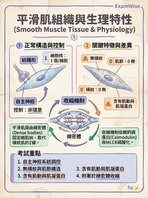 物治 - 肌肉收縮與纖維特性 - AI 圖文解析預覽