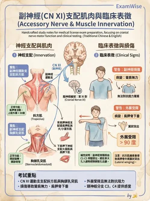 物治 - 腦神經與脊神經解剖 - AI 圖文解析預覽