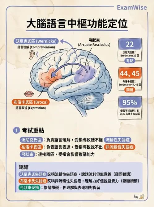 物治 - 中樞神經系統解剖 - AI 圖文解析預覽