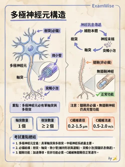 物治 - 周邊與自主神經解剖 - AI 圖文解析預覽