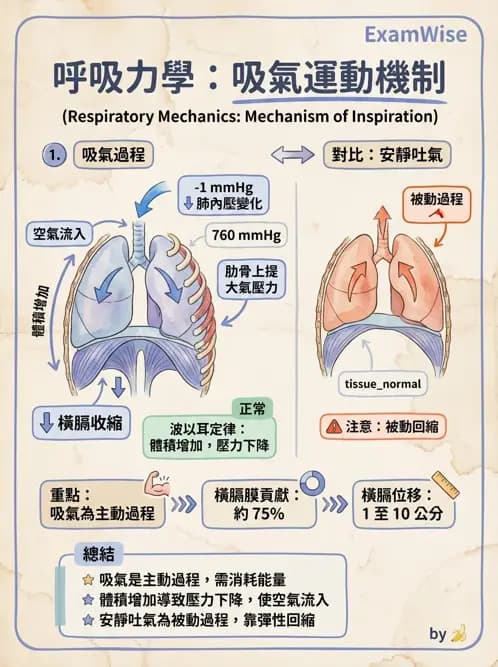 物治 - 呼吸系統解剖 - AI 圖文解析預覽