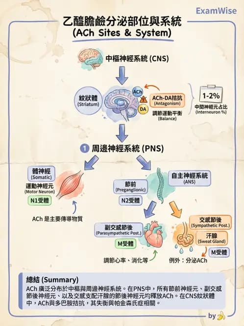 物治 - 神經系統生理 - AI 圖文解析預覽