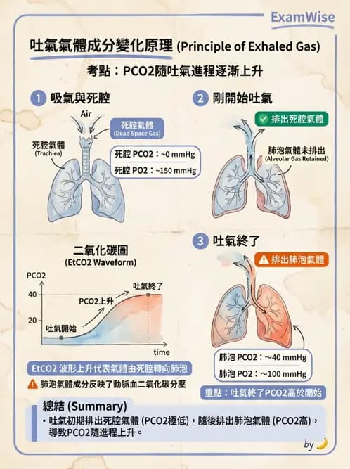 物治 - 呼吸生理 - AI 圖文解析預覽