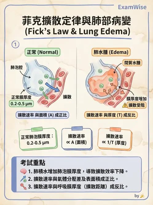 物治 - 呼吸生理 - AI 圖文解析預覽