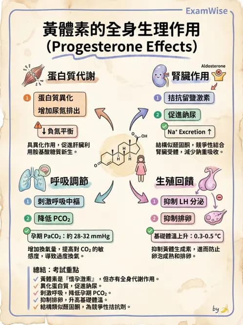 物治 - 免疫生殖與皮膚生理 - AI 圖文解析預覽