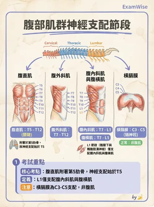 物治 - 軀幹肌動學與生物力學 - AI 圖文解析預覽