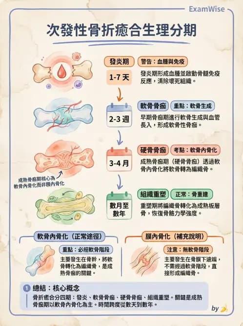 物治 - 骨科與外科疾病 - AI 圖文解析預覽