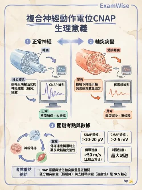 物治 - 電生理診斷 - AI 圖文解析預覽