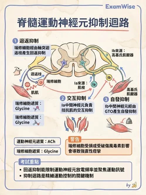物治 - 動作控制理論 - AI 圖文解析預覽