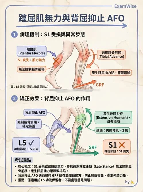 物治 - SCI功能預後與復健訓練 - AI 圖文解析預覽